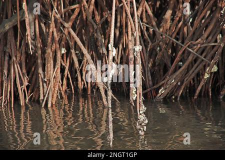 Giungla mangrovie vicino Toubacouta villaggio, Senegal, Africa occidentale Foto Stock