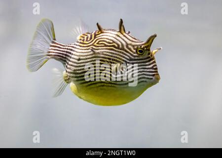 Un cowfish femminile dello Shaw, Aracana aurita, anche conosciuto come un bossfish dipinto o un cowfish striato. Trovato nelle barriere coralline dell'Oceano Indiano orientale intorno a sou Foto Stock