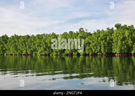 Giungla mangrovie vicino Toubacouta villaggio, Senegal, Africa occidentale Foto Stock