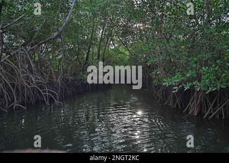 Giungla mangrovie vicino Toubacouta villaggio, Senegal, Africa occidentale Foto Stock