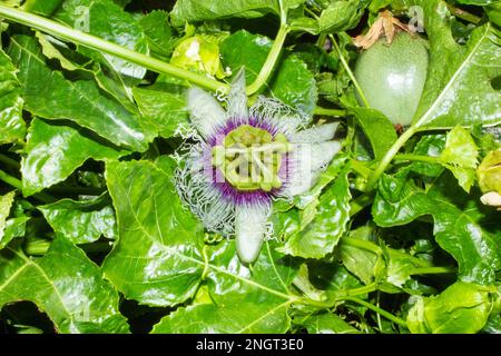 Primo piano, focalizzazione selettiva sul fiore di una pianta di Granadilla. Foto Stock