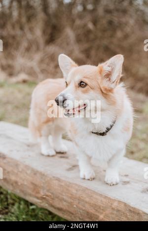 Cane gallese Pembroke Corgi Foto Stock