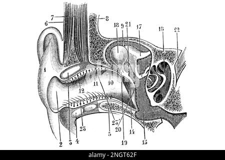 Diagramma dell'orecchio esterno e interno. Antica illustrazione da un libro medico. 1889. Foto Stock