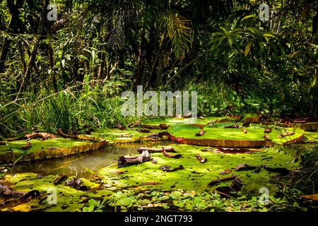 Victoria amazonica, ninfee amazzonia perù Foto Stock