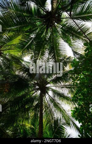 Palmtree modello caribbean verde pianta Foto Stock