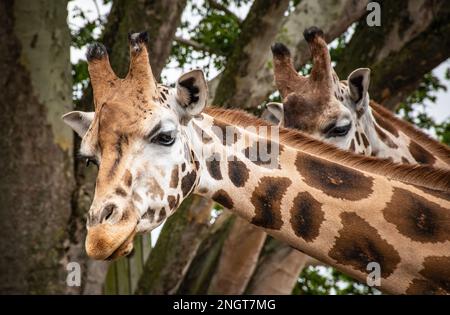 Giraffe curiose in natura. Primo piano della testa e del collo della giraffa. Foto Stock