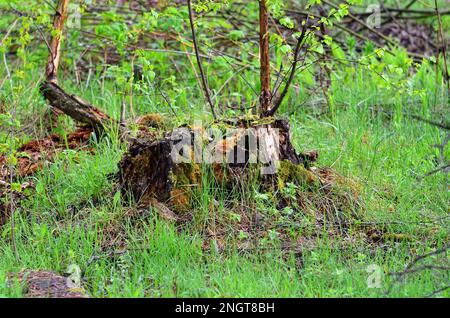 vecchio ceppo nella foresta dopo la pioggia, in estate Foto Stock