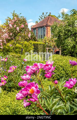 Fiori di peonia al Masters Garden a Warwick, Warwickshire, Inghilterra Foto Stock