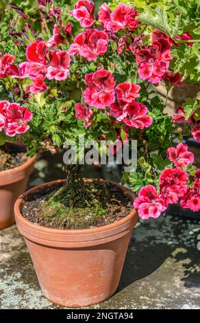 Rosso e rosa Pelargonium quercifolia fiore cespuglio closeup Foto Stock