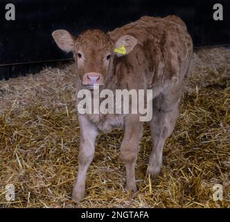 Bestiame Limousin in un fienile con madri e bambini Foto Stock