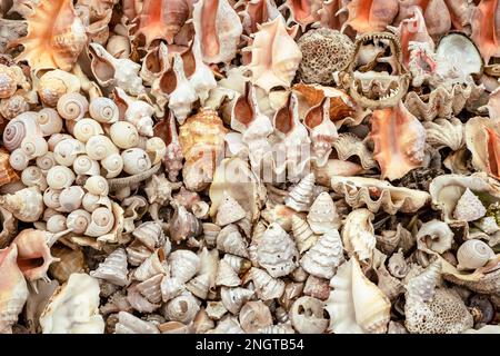 Conchiglie marine vendute come souvenir nel mercato di Alessandria, Egitto. Africa. Foto Stock