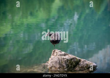 Una folaga in piedi su una pietra nel lago Foto Stock