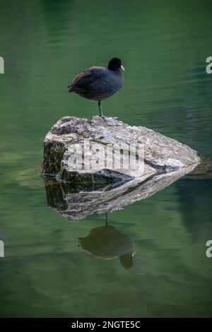 Una folaga in piedi su una pietra nel lago Foto Stock