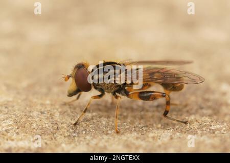 Particolare primo piano sulla strana forma snouted Duckfly Hoverfly, Anasimyia lineata, seduta su legno Foto Stock