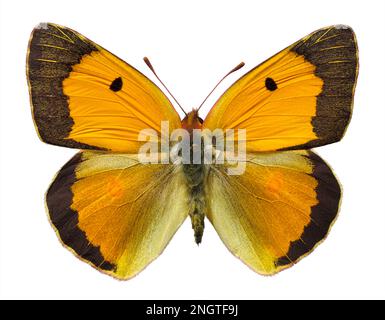 Femmina Colias croceus o farfalla gialla nuvolosa (Colias crocea) isolato su sfondo bianco Foto Stock