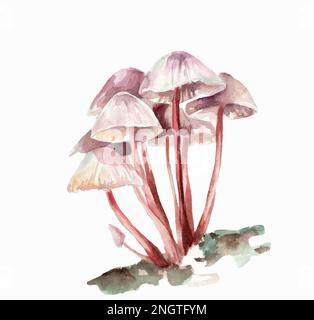 Acquerello di funghi su sfondo bianco Foto Stock
