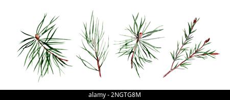 Set di rami di abete rosso e pino. Acquerello disegno a mano isolato su sfondo bianco. Foto Stock