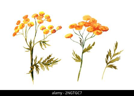 Acquerello illustrazione di tansy isolato su sfondo bianco. Piante medicinali estive. Fiori selvatici. natura selvaggia Foto Stock