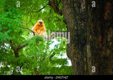 Gee's Golden langur, di colore nero, seduto su un ramo di alto albero nella zona della foresta fiancheggiata da foglie verdi vicino a Guwahati, Assam, India. Foto Stock