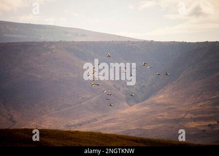 Uccelli che volano fauna selvatica, africa, Tansania, ngorongoro Foto Stock