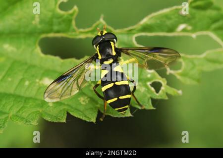 Primo piano naturale di una superba sorvola di formiche-collina su un ramo verde - Xanthogramma pedissequum seduta nella vegetazione verde Foto Stock