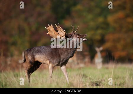 Primo piano di uno scalpello di daino durante la stagione di rutting, Regno Unito. Foto Stock