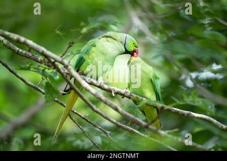 Primo piano di un Parakeet con collo ad anello che alimenta il pulcino, Regno Unito. Foto Stock