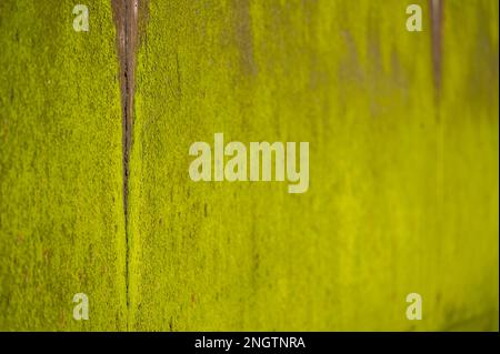 Margate, Regno Unito. 18 Feb 2023. Alghe verdi sulla parete del mare difese - la vita sul lungomare Margate. Credit: Guy Bell/Alamy Live News Foto Stock