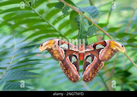 ATLANTE (Atlante Attaco) femmina appena schiusa seduta sul bozzolo su albero del cielo (Ailanthus altissima). Foto Stock