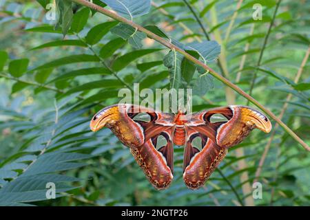 ATLANTE (Atlante Attaco) femmina appena schiusa seduta sul bozzolo su albero del cielo (Ailanthus altissima). Foto Stock