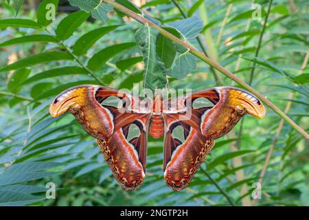 ATLANTE (Atlante Attaco) femmina appena schiusa seduta sul bozzolo su albero del cielo (Ailanthus altissima). Foto Stock