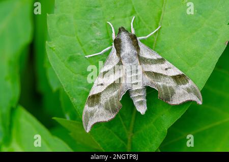 Hog Sphinx aka Virginia Creeper Sphinx (Darapsa myron). Adulto che riposa sulla foglia. La larva di questa specie si nutre di uva, Virginia superriduttore e ampilina Foto Stock