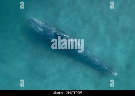 Vista aerea di una balena grigia eschrichtius robusta alimentazione subacquea in Baja California Messico Foto Stock