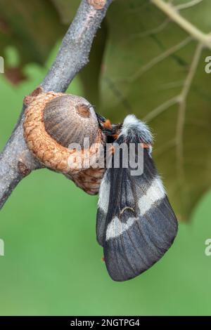 Barrens Buck Moth (Hemileuca maia) femmina su quercia Blackjack (Quercus marilandica) con ghianda. Questa specie vola in autunno e depone le uova in un anello o Foto Stock