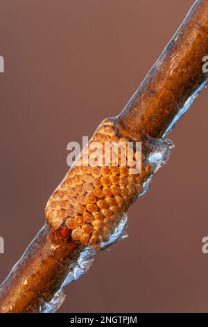 Barrens Buck Moth (Hemileuca maia) anello uovo overwintering su Blackjack Oak (Quercus marilandica) twig dopo una tempesta di ghiaccio. Questa specie vola in autunno Foto Stock