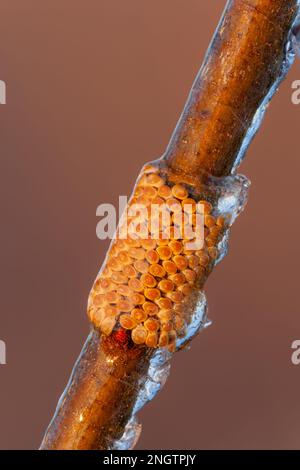 Barrens Buck Moth (Hemileuca maia) anello uovo overwintering su Blackjack Oak (Quercus marilandica) twig dopo una tempesta di ghiaccio. Questa specie vola in autunno Foto Stock