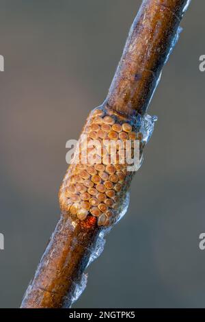 Barrens Buck Moth (Hemileuca maia) anello uovo overwintering su Blackjack Oak (Quercus marilandica) twig dopo una tempesta di ghiaccio. Questa specie vola in autunno Foto Stock