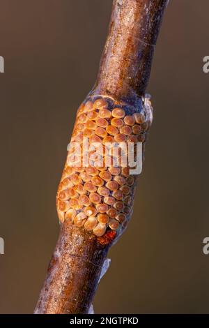 Barrens Buck Moth (Hemileuca maia) anello uovo overwintering su Blackjack Oak (Quercus marilandica) twig dopo una tempesta di ghiaccio. Questa specie vola in autunno Foto Stock