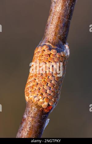 Barrens Buck Moth (Hemileuca maia) anello uovo overwintering su Blackjack Oak (Quercus marilandica) twig dopo una tempesta di ghiaccio. Questa specie vola in autunno Foto Stock