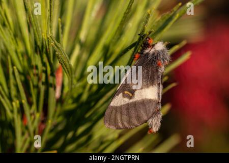 Barrens Buck Moth (Hemileuca maia) femmina appesa a un Pino Pitch (Pinus rigida) e rilasciando i suoi feromoni per attrarre un compagno. Questa specie vola Foto Stock