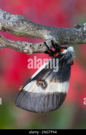 Barrens Buck Moth (Hemileuca maia) femmina con drammatico colore autunnale da Sumac alare (Rhus copallinum) aka Sumac Shining sullo sfondo. Questa spec Foto Stock