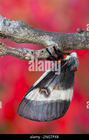 Barrens Buck Moth (Hemileuca maia) femmina con drammatico colore autunnale da Sumac alare (Rhus copallinum) aka Sumac Shining sullo sfondo. Questa spec Foto Stock