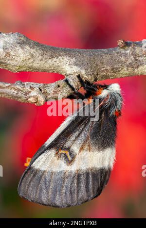 Barrens Buck Moth (Hemileuca maia) femmina con drammatico colore autunnale da Sumac alare (Rhus copallinum) aka Sumac Shining sullo sfondo. Questa spec Foto Stock