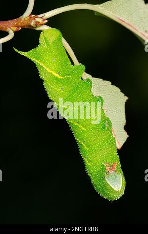 Sphinx cieco (Paonias excaetus) 5th instar larva su Ciliegio selvatico (Prunus serontina) questa specie presenta un'ampia variazione nel modello e nella colorazione. Foto Stock