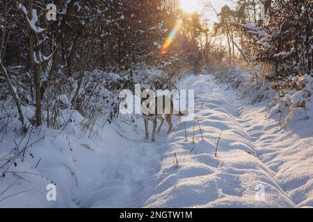 Cane Tamaskan durante la passeggiata invernale in una foresta Foto Stock