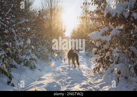 Cane Tamaskan durante la passeggiata invernale in una foresta Foto Stock