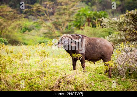 buffalo guardando la macchina fotografica mentre si mangia la fauna selvatica, l'africa, la tansania Foto Stock