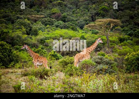 due giraffe fauna selvatica, africa, tansania, animali modello Foto Stock