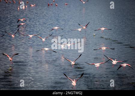 fenicotteri, africa, tansania, arusha Foto Stock