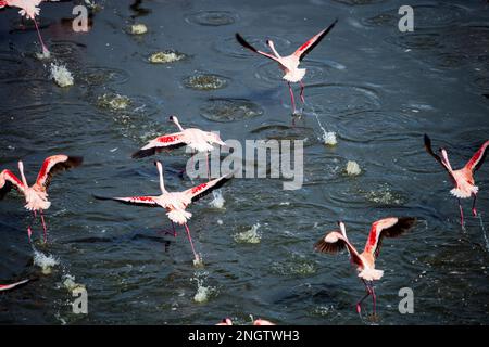 fenicotteri che corrono sull'acqua iniziando a volare la fauna selvatica, l'africa, la tansania, arusha Foto Stock